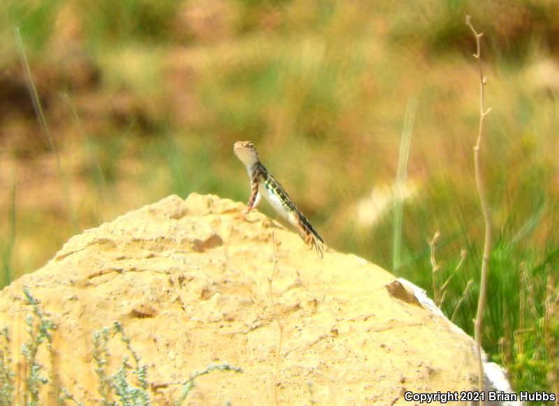 Speckled Earless Lizard (Holbrookia maculata approximans)