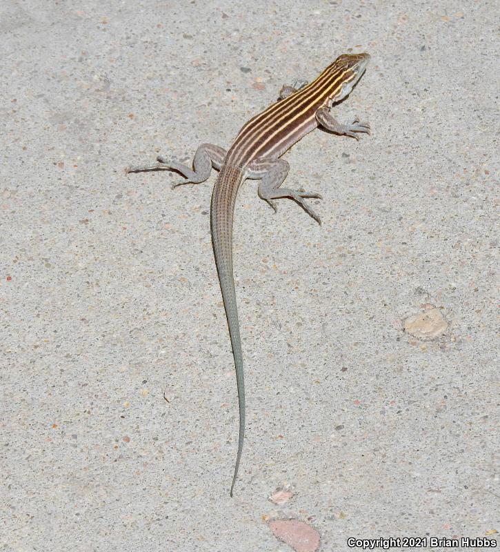 Plateau Striped Whiptail (Aspidoscelis velox)