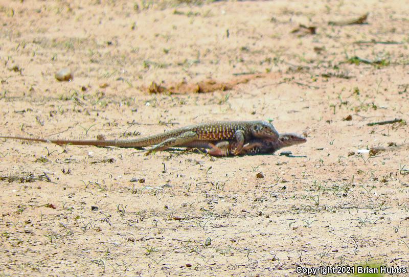 Southern Whiptail (Aspidoscelis tigris punctilinealis)