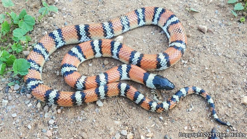 New Mexico Milksnake (Lampropeltis triangulum celaenops)