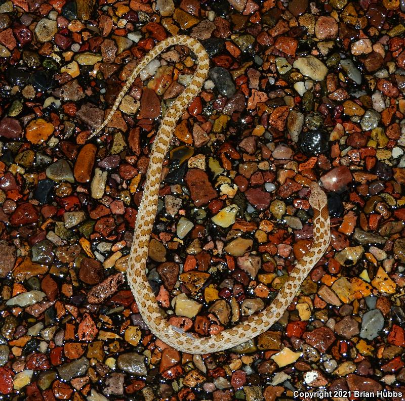 Sonoran Nightsnake (Hypsiglena chlorophaea chlorophaea)