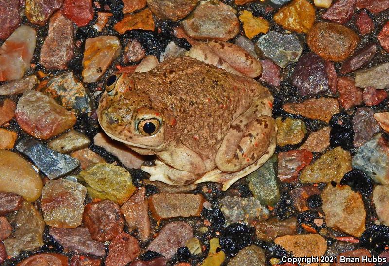 Mexican Spadefoot (Spea multiplicata)