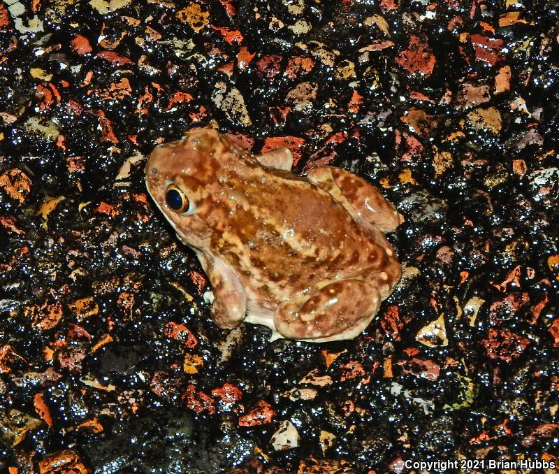 Plains Spadefoot (Spea bombifrons)