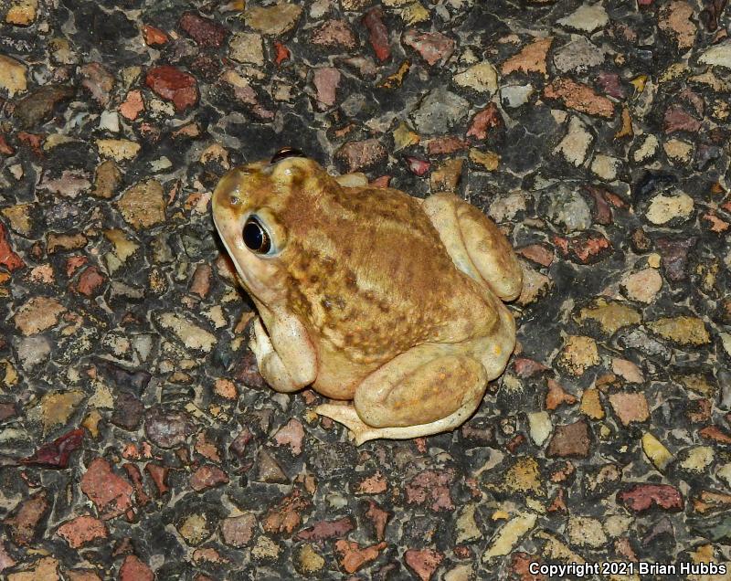 Plains Spadefoot (Spea bombifrons)