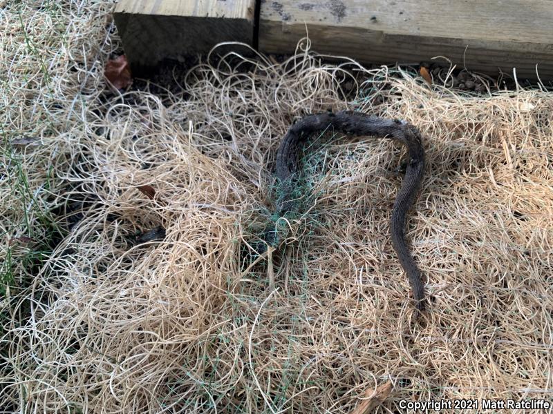 Northern Watersnake (Nerodia sipedon sipedon)