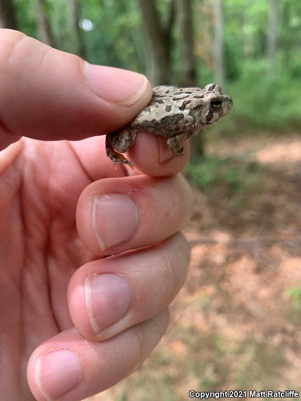 Fowler's Toad (Anaxyrus fowleri)