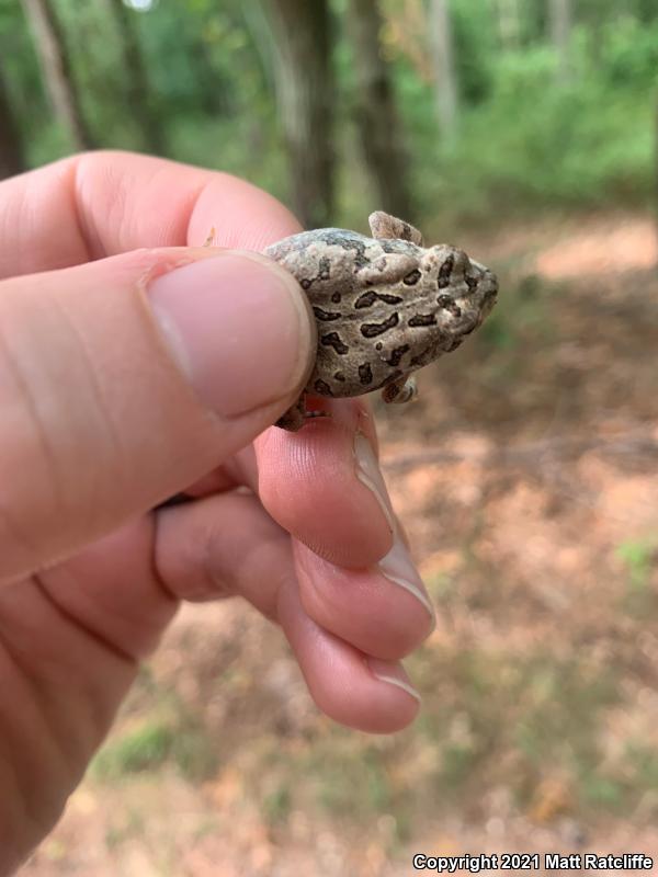 Fowler's Toad (Anaxyrus fowleri)