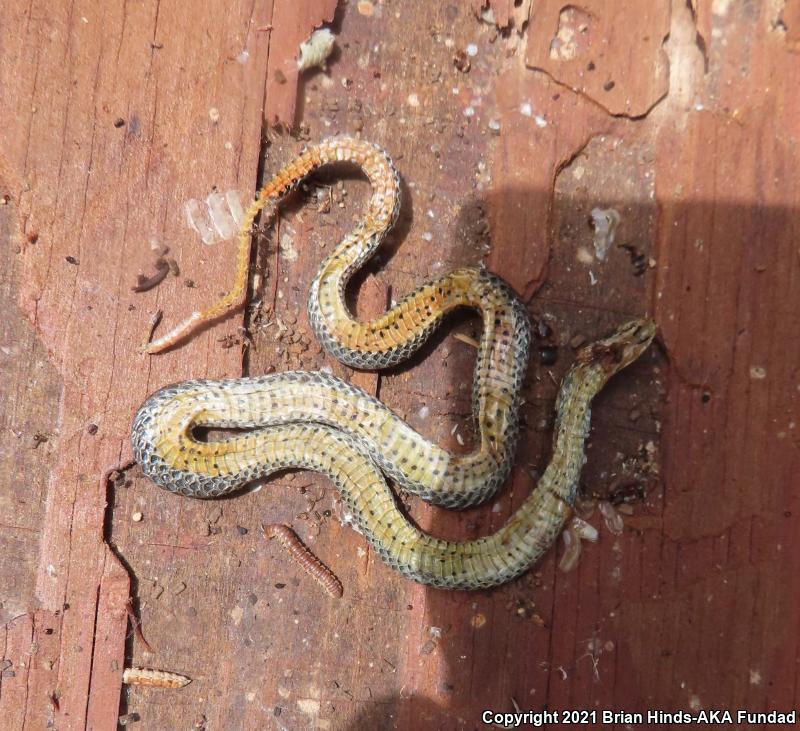 Prairie Ring-necked Snake (Diadophis punctatus arnyi)