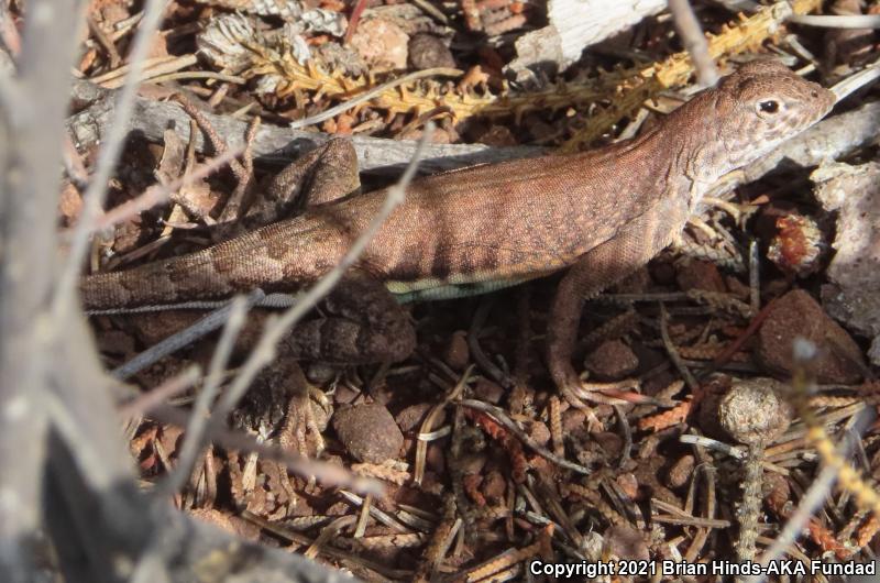 Greater Earless Lizard (Cophosaurus texanus)