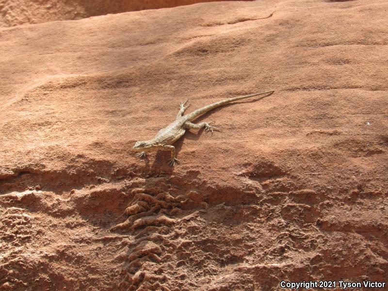 Northern Tree Lizard (Urosaurus ornatus wrighti)