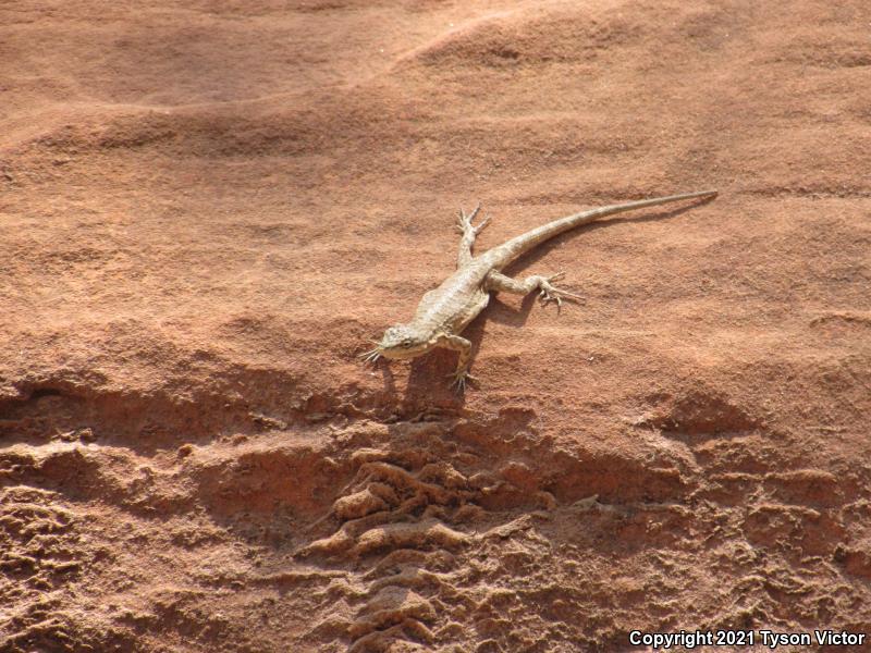 Northern Tree Lizard (Urosaurus ornatus wrighti)