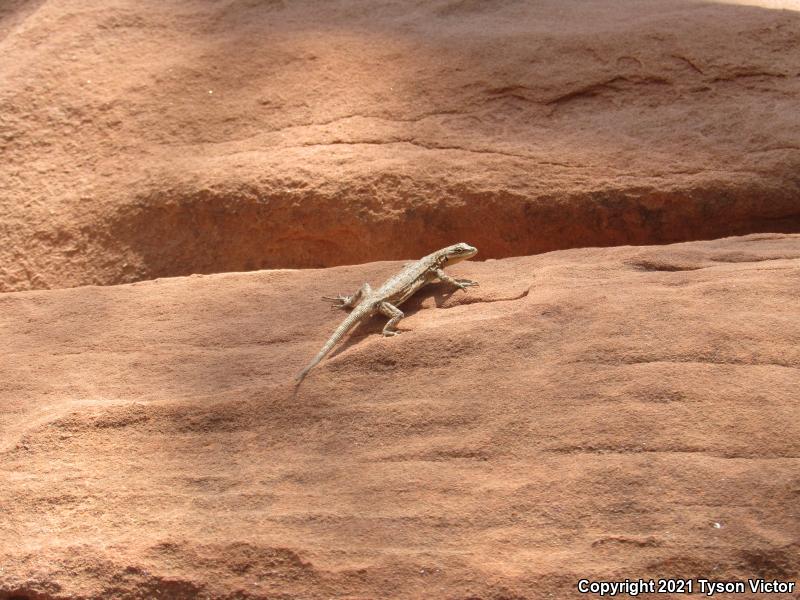 Northern Tree Lizard (Urosaurus ornatus wrighti)