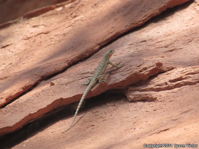 Northern Tree Lizard (Urosaurus ornatus wrighti)