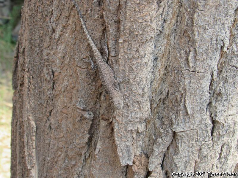 Northern Tree Lizard (Urosaurus ornatus wrighti)