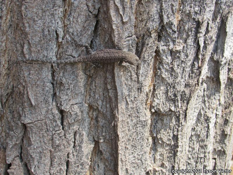 Northern Tree Lizard (Urosaurus ornatus wrighti)