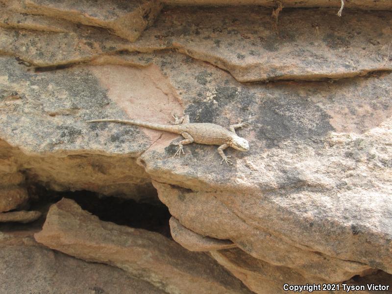 Northern Tree Lizard (Urosaurus ornatus wrighti)