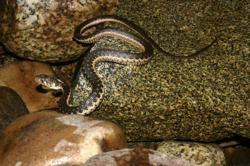 Sierra Gartersnake (Thamnophis couchii)