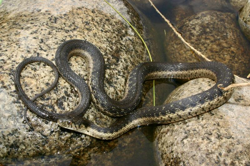 Sierra Gartersnake (Thamnophis couchii)