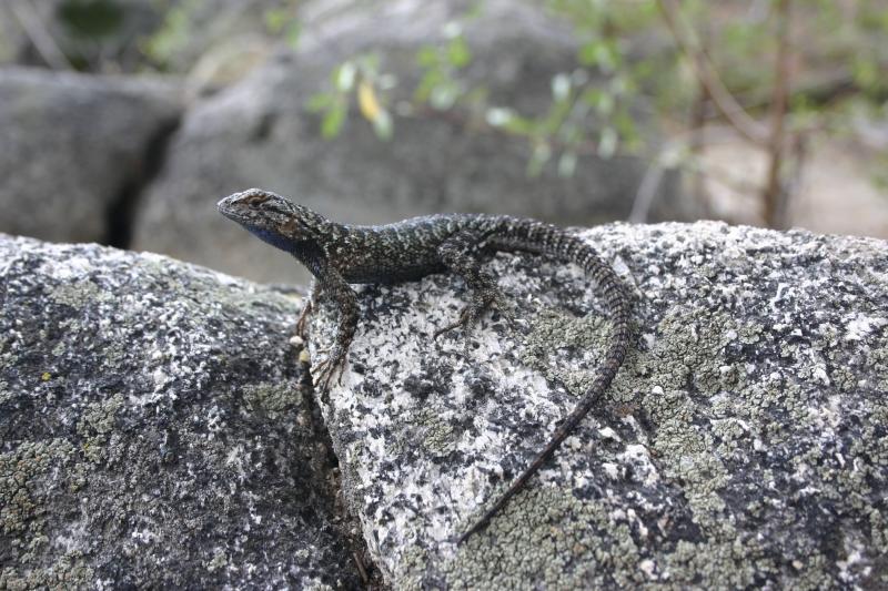 Sierra Fence Lizard (Sceloporus occidentalis taylori)