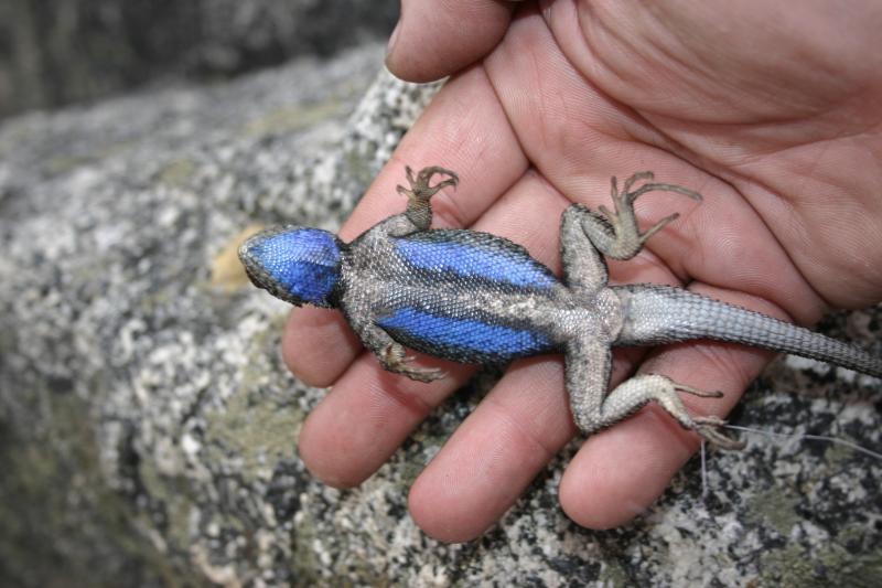 Sierra Fence Lizard (Sceloporus occidentalis taylori)