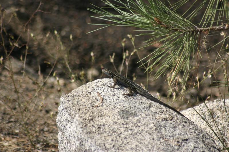 Sierra Fence Lizard (Sceloporus occidentalis taylori)