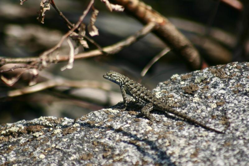 Sierra Fence Lizard (Sceloporus occidentalis taylori)