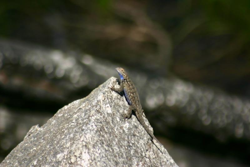 Sierra Fence Lizard (Sceloporus occidentalis taylori)