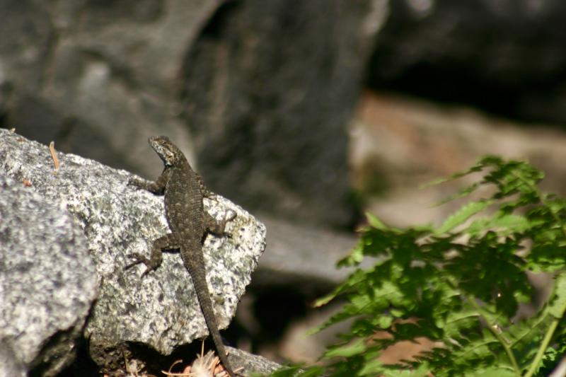 Sierra Fence Lizard (Sceloporus occidentalis taylori)