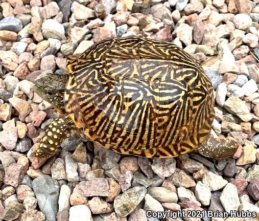 Desert Box Turtle (Terrapene ornata luteola)