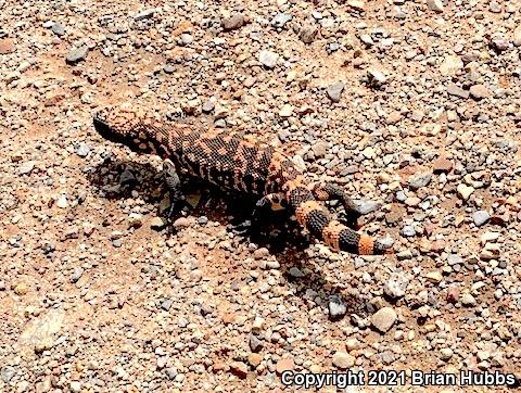 Reticulate Gila Monster (Heloderma suspectum suspectum)