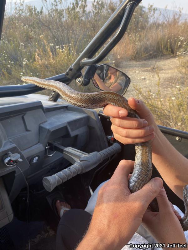 Coastal Rosy Boa (Lichanura trivirgata roseofusca)