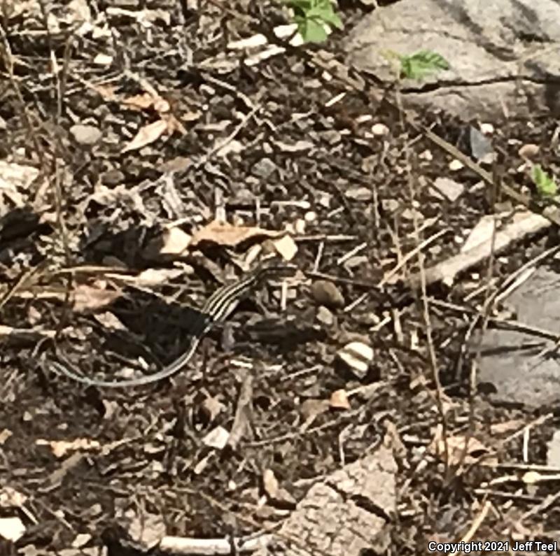 Plateau Striped Whiptail (Aspidoscelis velox)