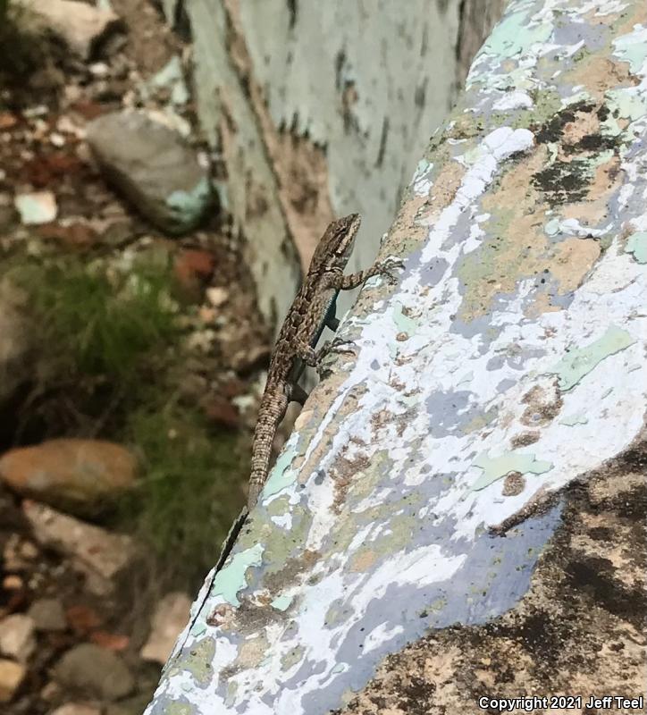 Schott's Tree Lizard (Urosaurus ornatus schottii)