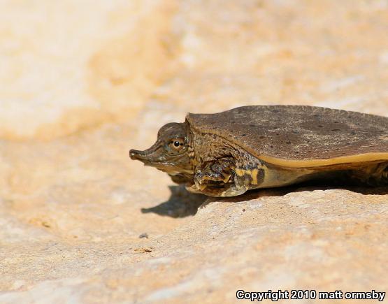 Eastern Spiny Softshell (Apalone spinifera spinifera)