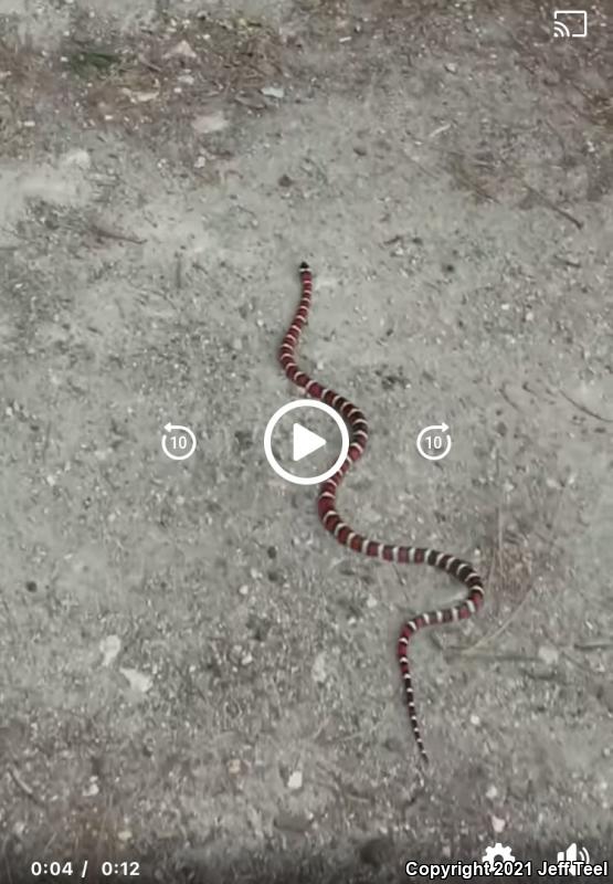 San Bernardino Mountain Kingsnake (Lampropeltis zonata parvirubra)