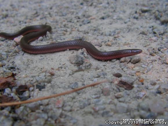 Eastern Wormsnake (Carphophis amoenus amoenus)