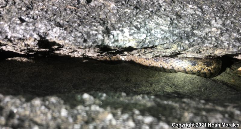 Sierra Gartersnake (Thamnophis couchii)