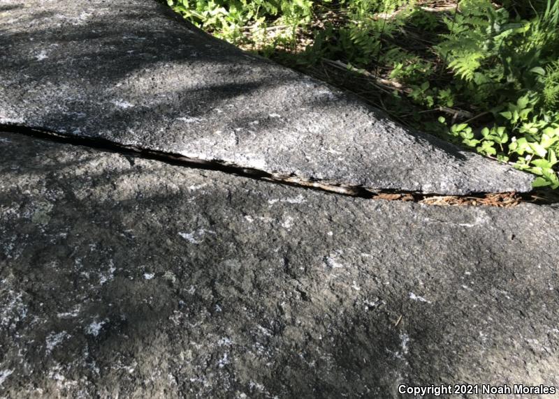 Sierra Gartersnake (Thamnophis couchii)