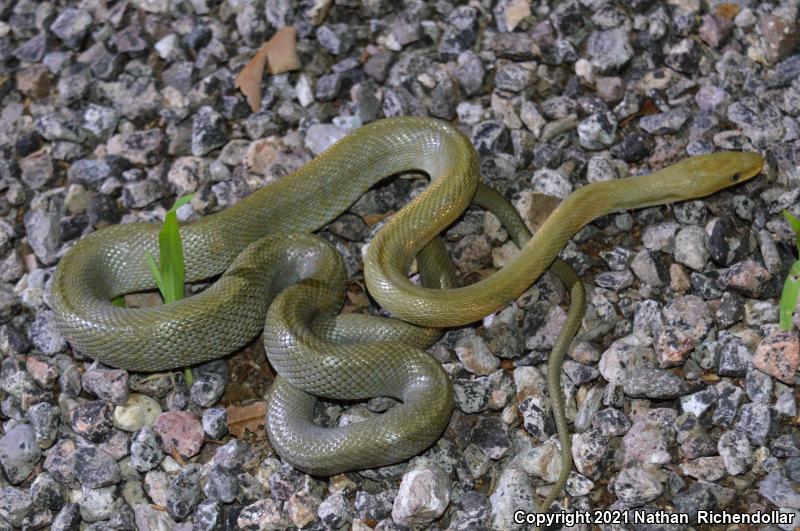 Green Ratsnake (Senticolis triaspis)