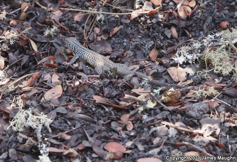 California Whiptail (Aspidoscelis tigris munda)