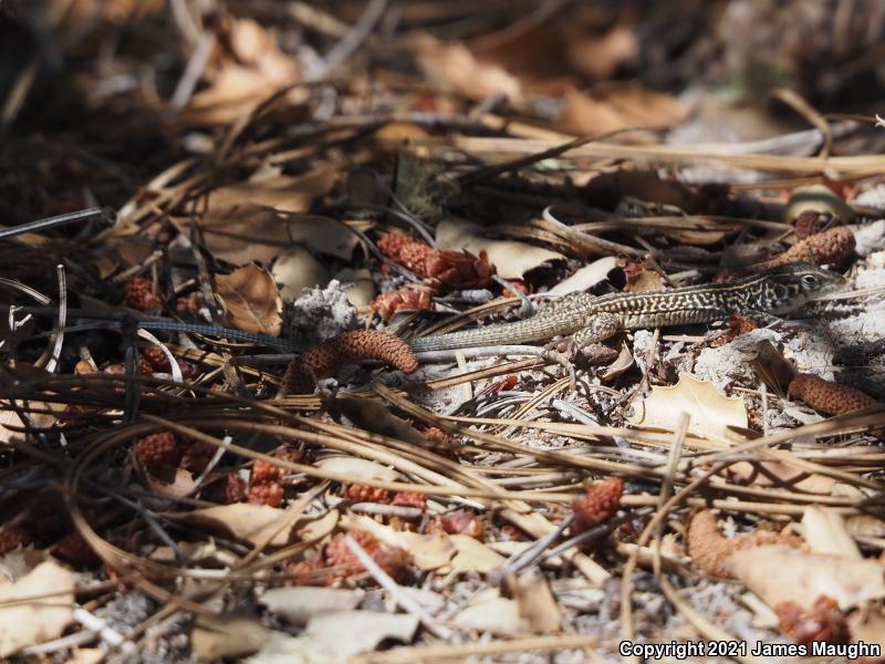 California Whiptail (Aspidoscelis tigris munda)