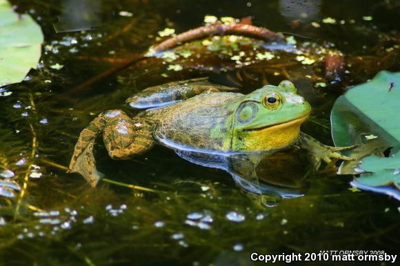 American Bullfrog (Lithobates catesbeianus)