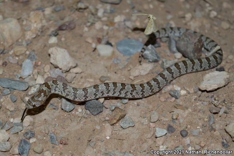 Chihuahuan Hook-nosed Snake (Gyalopion canum)