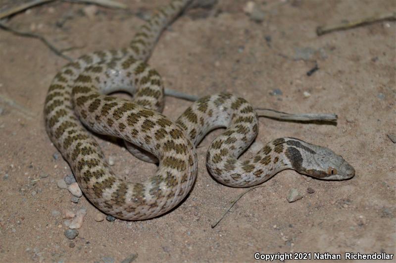 Chihuahuan Nightsnake (Hypsiglena jani)