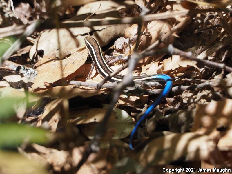 Western Skink (Plestiodon skiltonianus skiltonianus)