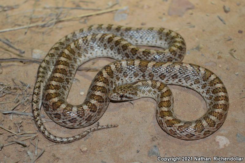 Painted Desert Glossy Snake (Arizona elegans philipi)