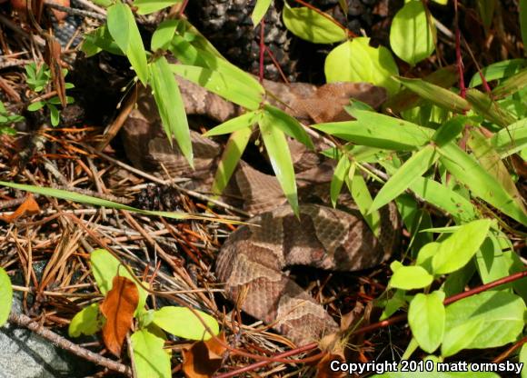 Northern  Copperhead (Agkistrodon contortrix mokasen)