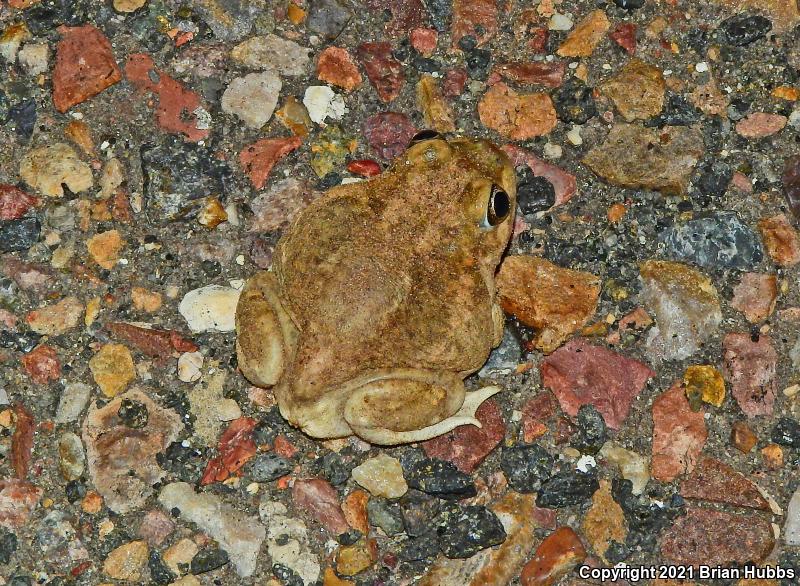 Plains Spadefoot (Spea bombifrons)