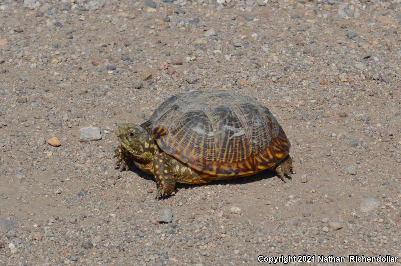 Desert Box Turtle (Terrapene ornata luteola)