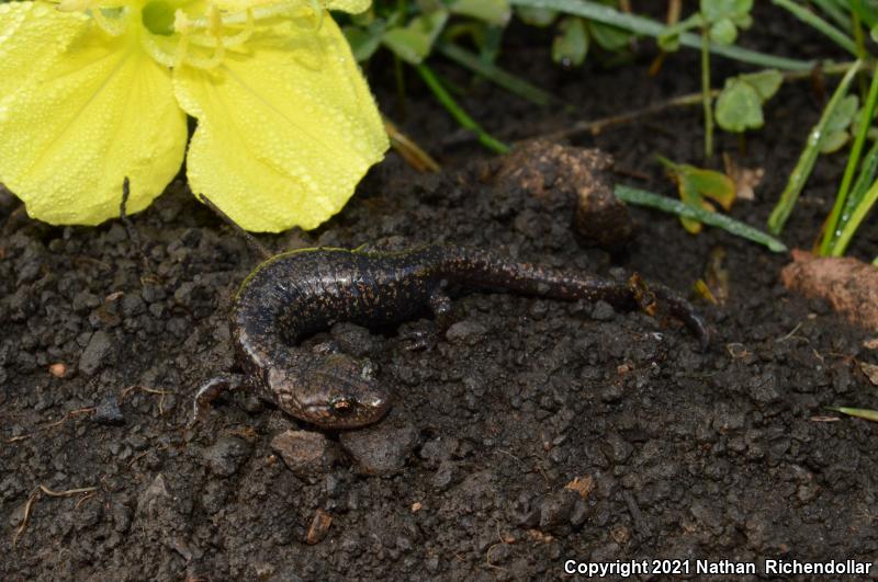 Sacramento Mountains Salamander (Aneides hardii)